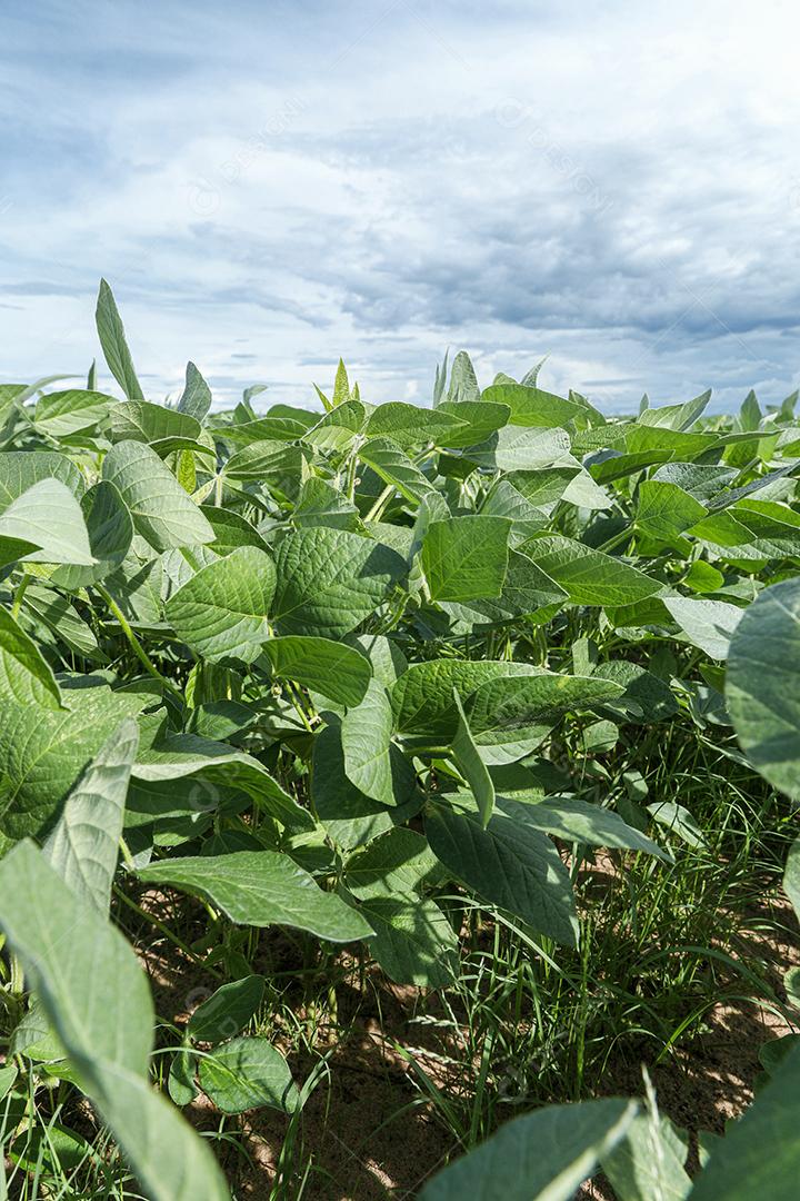 Fotos Plantação de soja agrícola no céu azul planta de soja verde crescente contra a luz solar