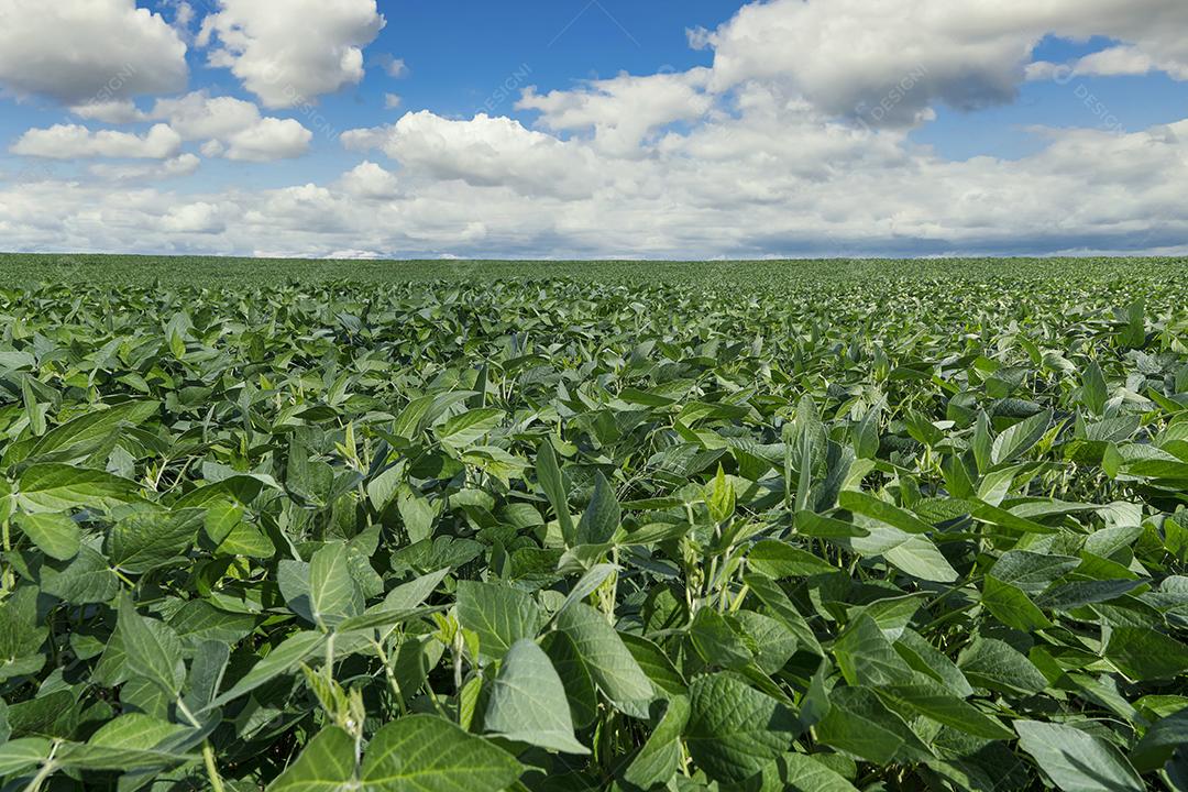 Fotos Plantação de soja agrícola no céu azul planta de soja verde crescente contra a luz solar