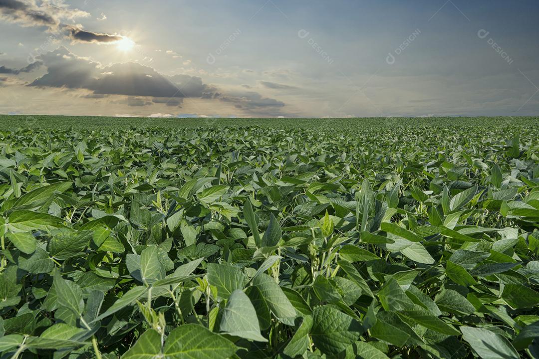 Fotos Plantação de soja agrícola no céu azul planta de soja verde crescente contra a luz solar