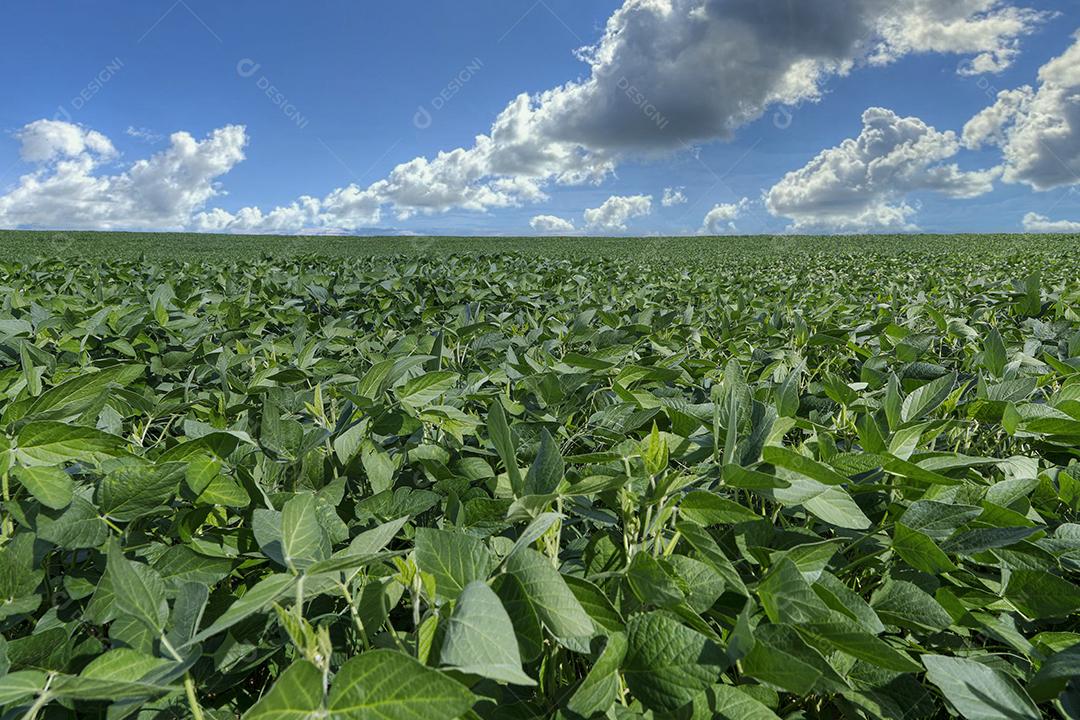 Fotos Plantação de Soja Agrícola Céu Azul Planta de Soja Verde Crescente Contra a Luz Solar