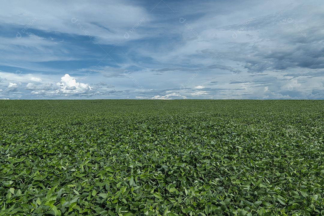 Fotos Plantação de Soja Agrícola Céu Azul Planta de Soja Verde Crescente Contra a Luz Solar