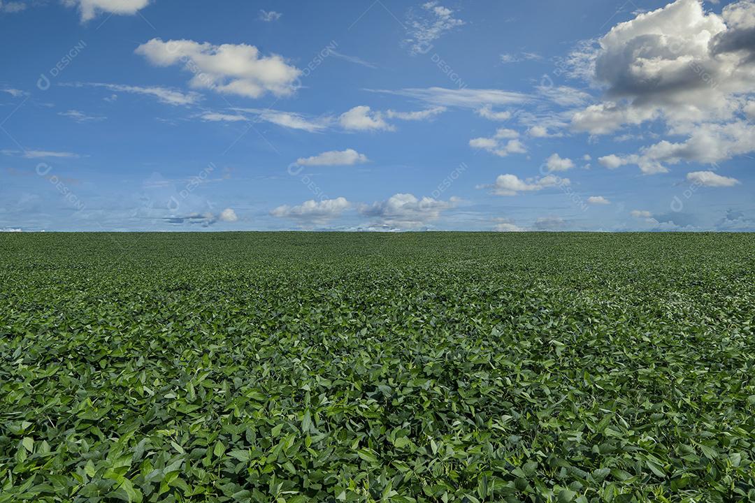 Fotos Plantação de Soja Agrícola Céu Azul Planta de Soja Verde Crescente Contra a Luz Solar