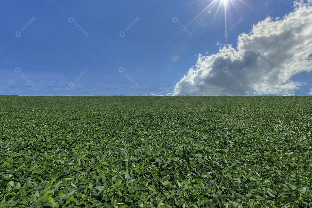 Fotos Plantação de Soja Agrícola Céu Azul Planta de Soja Verde Crescente Contra a Luz Solar