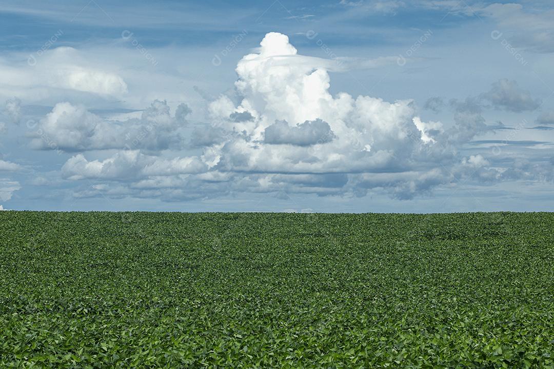 Fotos Plantação de Soja Agrícola Céu Azul Planta de Soja Verde Crescente Contra a Luz Solar
