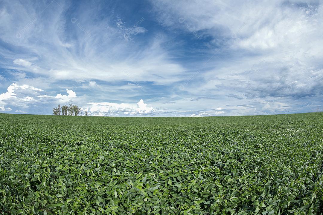 Fotos Plantação de soja agrícola no céu azul planta de soja verde crescente contra a luz solar