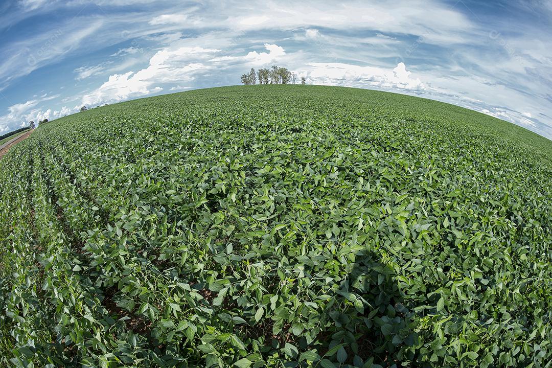 Fotos Plantação de soja agrícola no céu azul planta de soja verde crescente contra a luz solar