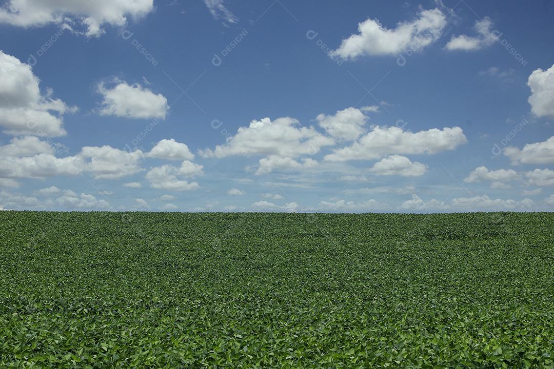 Fotos Plantação de soja agrícola no céu azul planta de soja verde crescente contra a luz solar