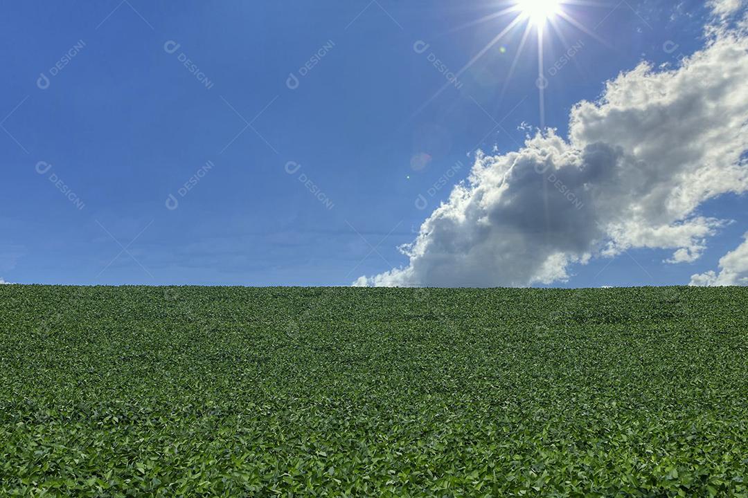 Fotos Plantação de soja agrícola no céu azul planta de soja verde crescente contra a luz solar