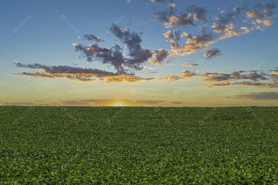 Fotos Plantação de soja agrícola no céu azul planta de soja verde crescente contra a luz solar