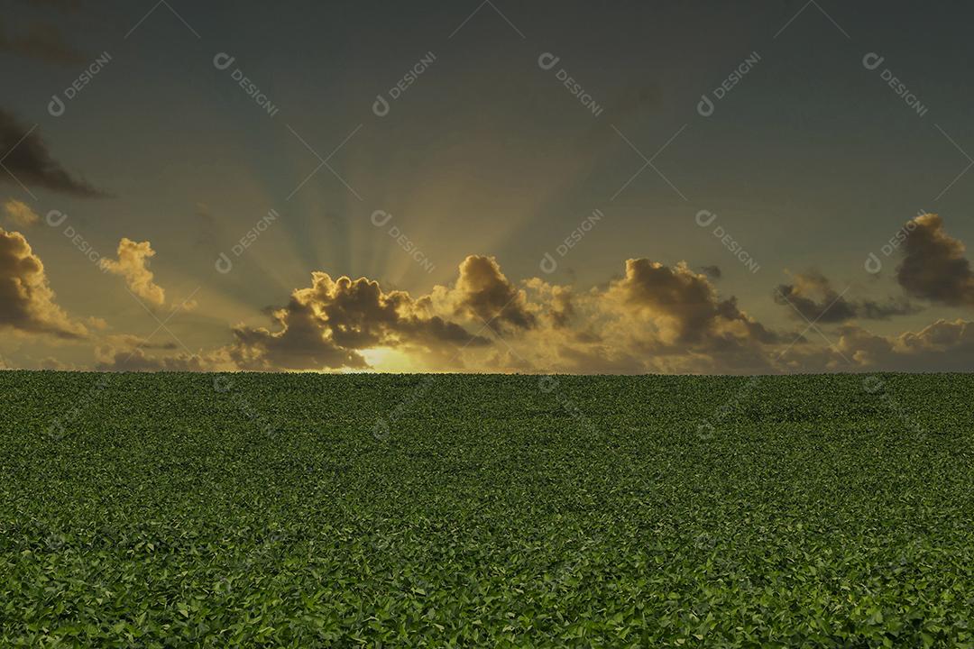 Fotos Plantação de soja agrícola no céu azul planta de soja verde crescente contra a luz solar