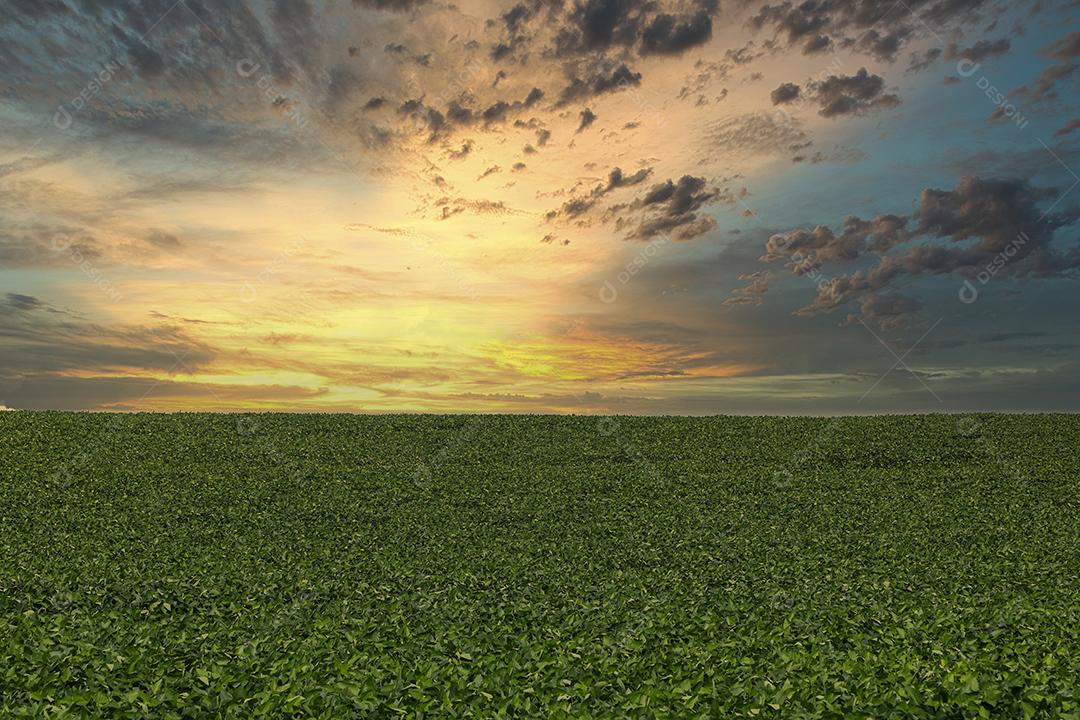 Fotos Plantação de soja agrícola no céu azul planta de soja verde crescente contra a luz solar