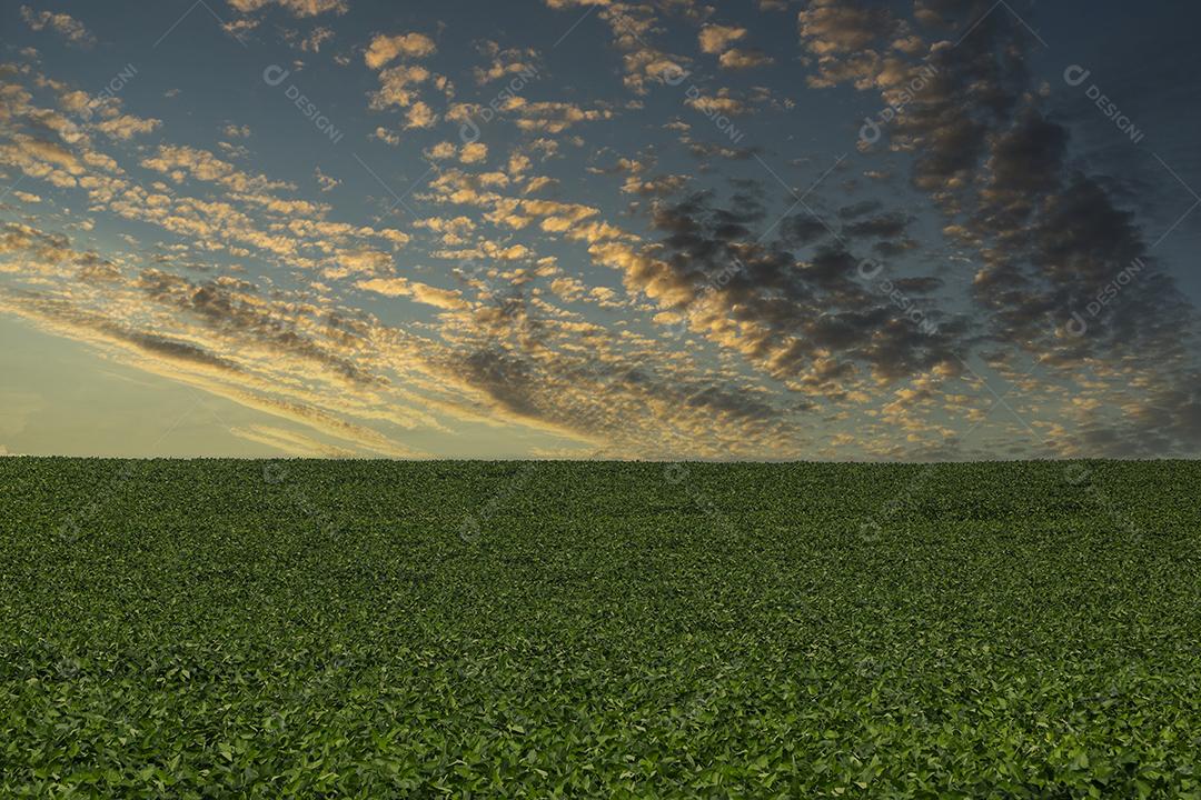 Fotos Plantação de soja agrícola no céu azul planta de soja verde crescente contra a luz solar