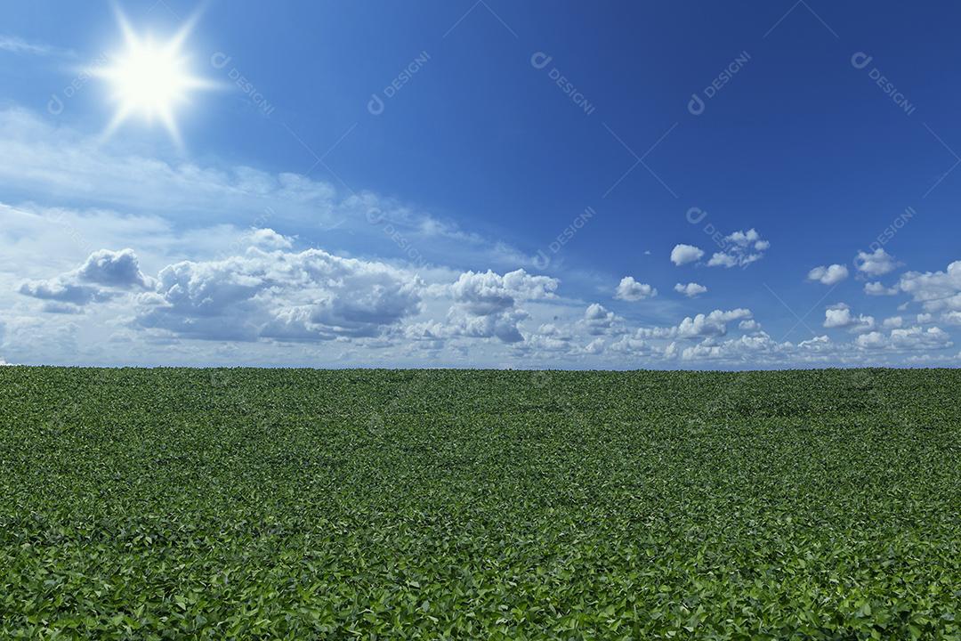 Fotos Plantação de soja agrícola no céu azul planta de soja verde crescente contra a luz solar