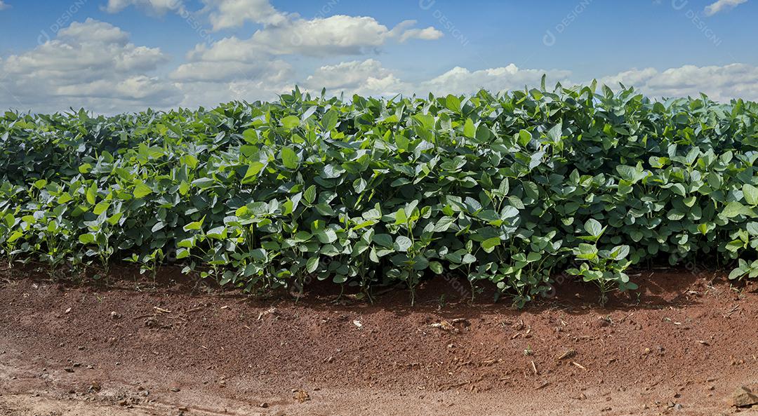 Fotos Plantação de soja agrícola no céu azul planta de soja verde crescente contra a luz solar