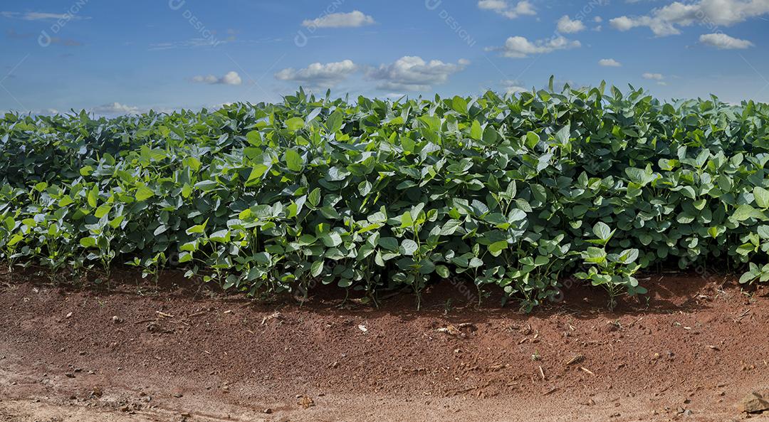 Fotos Plantação de Soja Agrícola Céu Azul Planta de Soja Verde Crescente Contra a Luz Solar