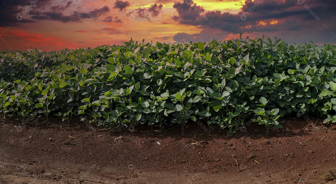 Fotos Plantação de Soja Agrícola Céu Azul Planta de Soja Verde Crescente Contra a Luz Solar