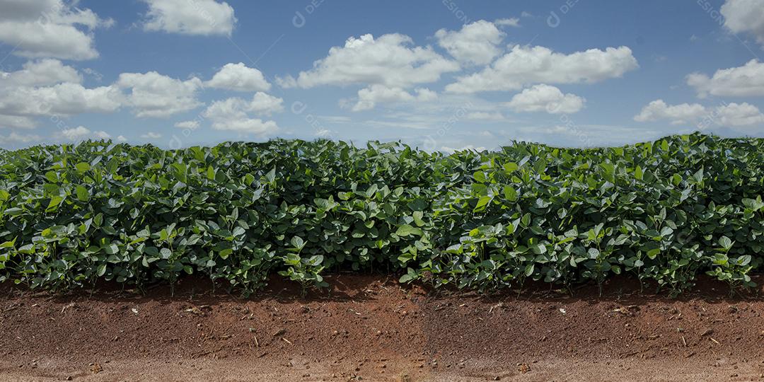 Fotos Plantação de Soja Agrícola Céu Azul Planta de Soja Verde Crescente Contra a Luz Solar