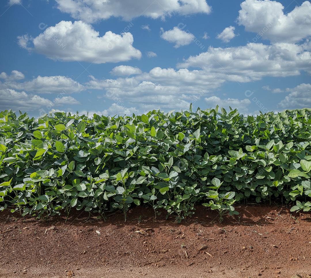 Fotos Plantação de Soja Agrícola Céu Azul Planta de Soja Verde Crescente Contra a Luz Solar