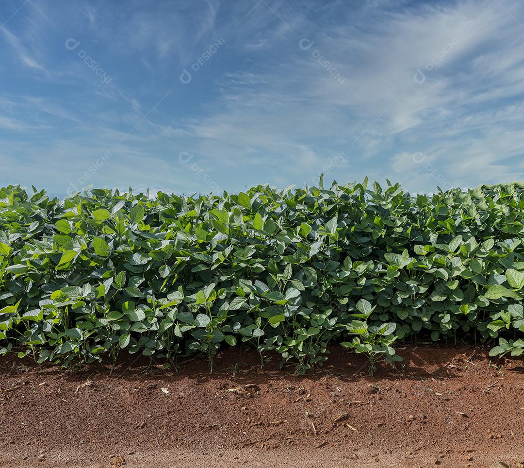 Fotos Plantação de Soja Agrícola Céu Azul Planta de Soja Verde Crescente Contra a Luz Solar