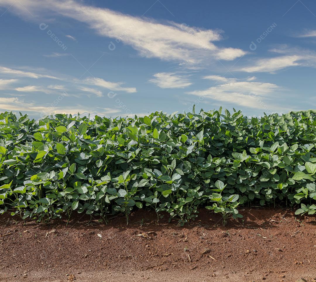 Fotos Plantação de Soja Agrícola Céu Azul Planta de Soja Verde Crescente Contra a Luz Solar