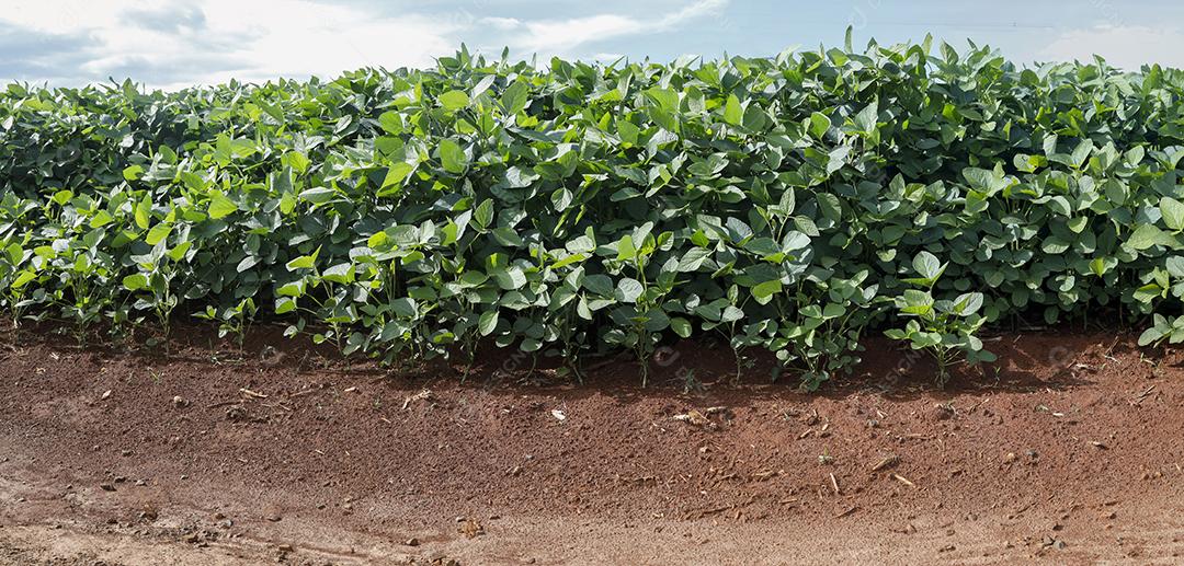 Fotos Plantação de Soja Agrícola Céu Azul Planta de Soja Verde Crescente Contra a Luz Solar