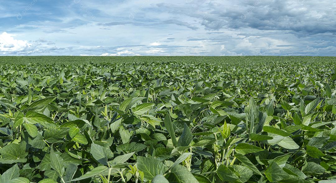 Fotos Plantação de Soja Agrícola Céu Azul Planta de Soja Verde Crescente Contra a Luz Solar