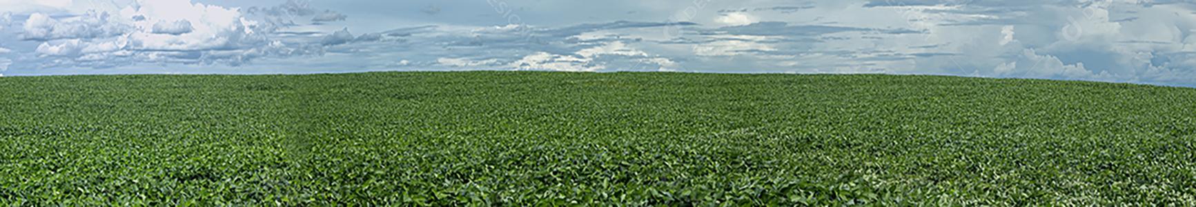 Fotos Plantação de Soja Agrícola Céu Azul Planta de Soja Verde Crescente Contra a Luz Solar