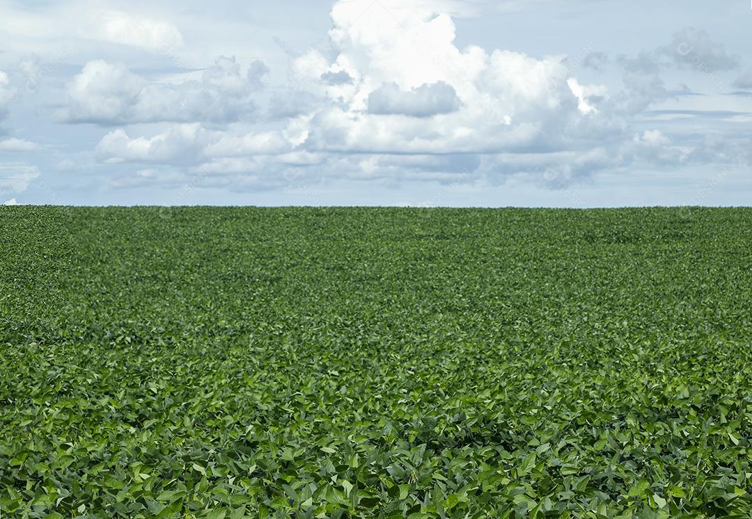 Pictures Agricultural Soybean Plantation Blue Sky Green Soybean Plant Growing Against Sunlight