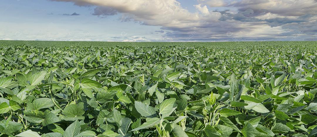 Fotos Plantação de Soja Agrícola Céu Azul Planta de Soja Verde Crescente Contra a Luz Solar