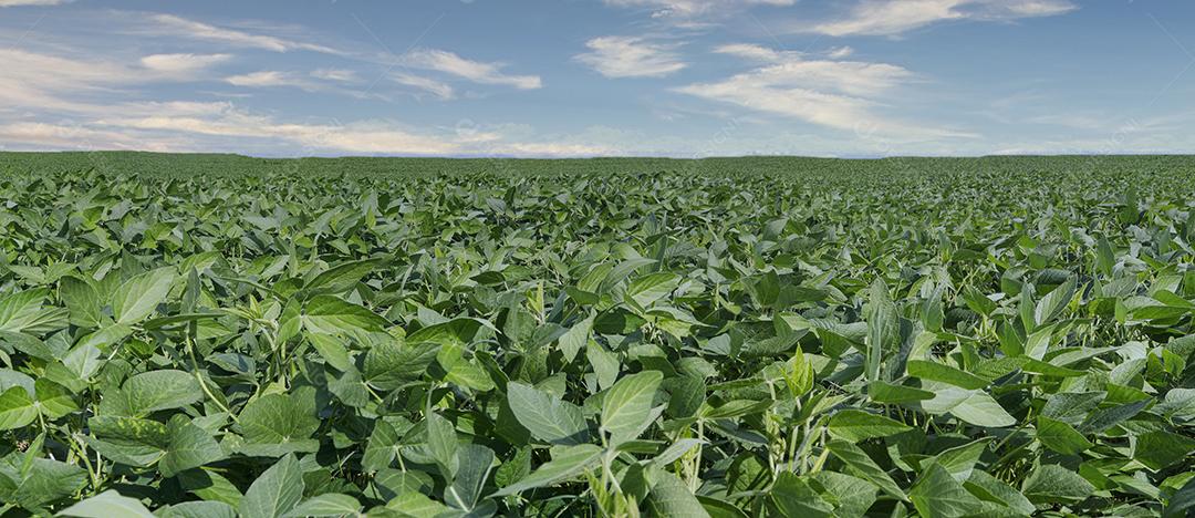 Fotos Plantação de Soja Agrícola Céu Azul Planta de Soja Verde Crescente Contra a Luz Solar