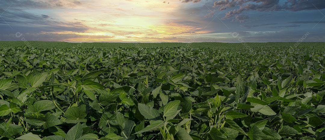 Fotos Plantação de Soja Agrícola Céu Azul Planta de Soja Verde Crescente Contra a Luz Solar