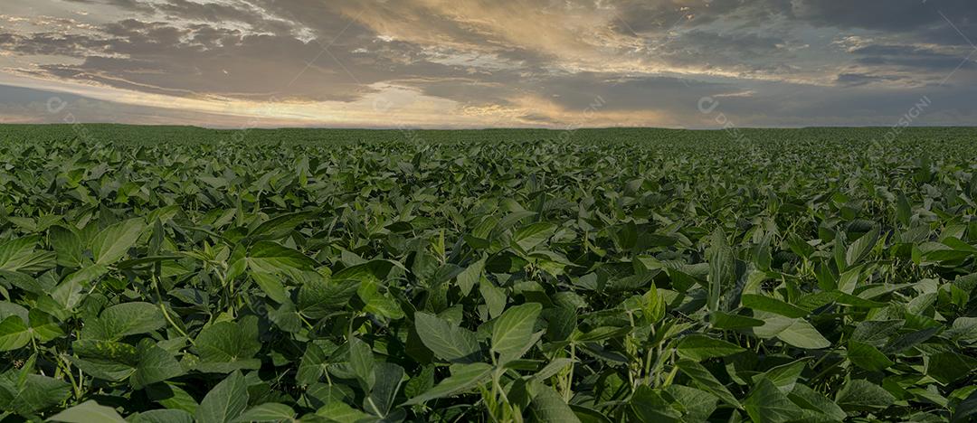 Fotos Plantação de Soja Agrícola Céu Azul Planta de Soja Verde Crescente Contra a Luz Solar