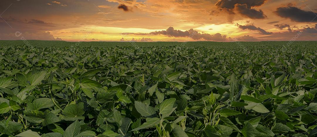 Fotos Plantação de Soja Agrícola Céu Azul Planta de Soja Verde Crescente Contra a Luz Solar