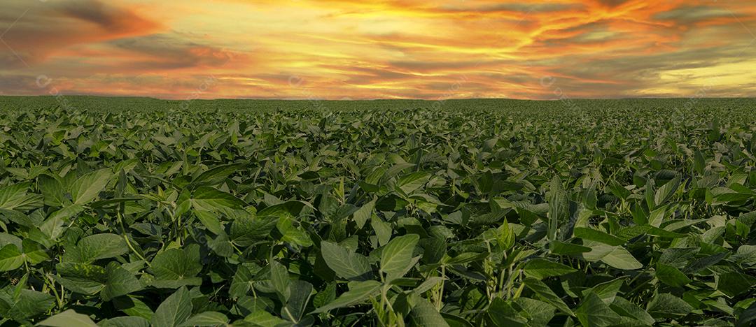 Fotos Plantação de Soja Agrícola Céu Azul Planta de Soja Verde Crescente Contra a Luz Solar