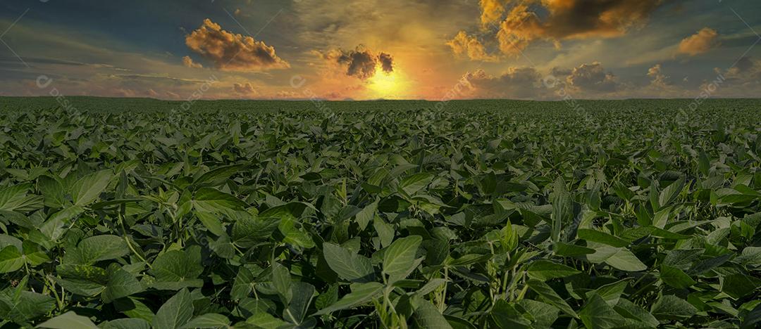 Fotos Plantação de Soja Agrícola Céu Azul Planta de Soja Verde Crescente Contra a Luz Solar