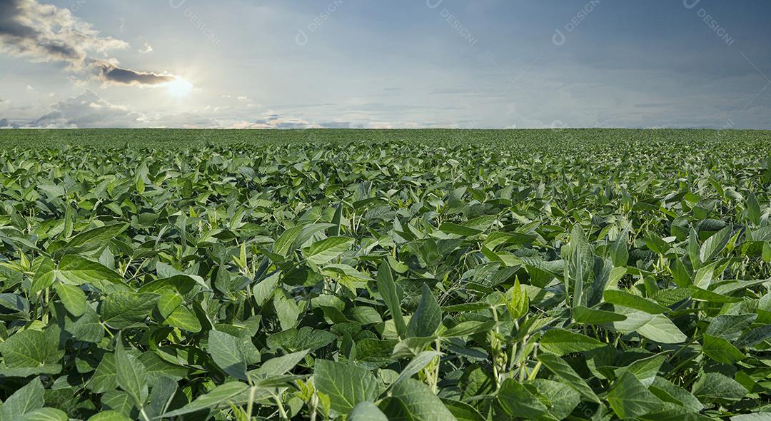 Fotos Plantação de Soja Agrícola Céu Azul Planta de Soja Verde Crescente Contra a Luz Solar