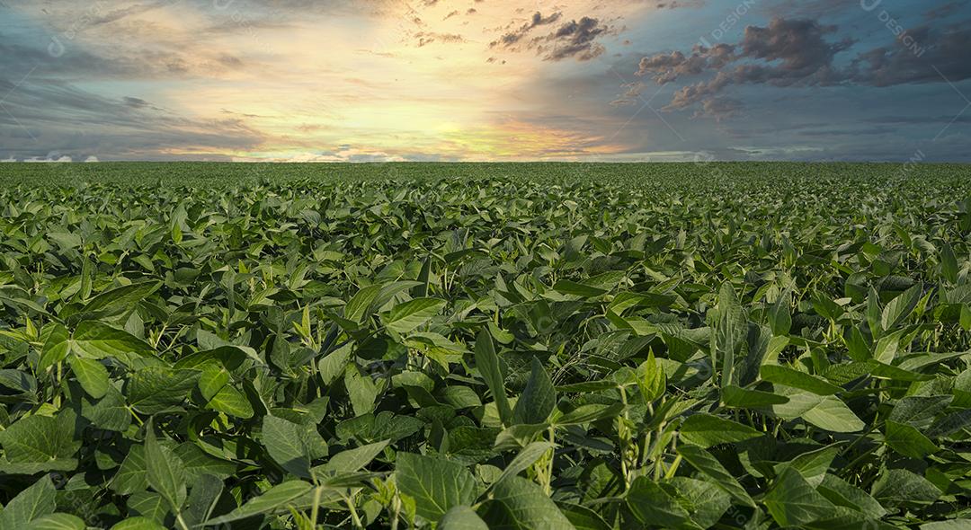 Fotos Plantação de Soja Agrícola Céu Azul Planta de Soja Verde Crescente Contra a Luz Solar