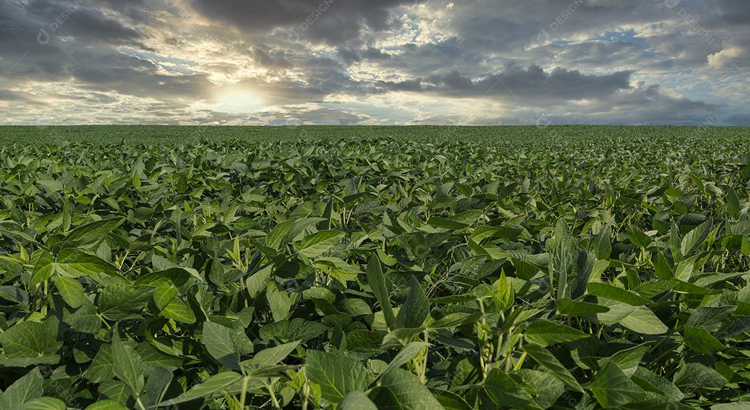 Fotos Plantação de Soja Agrícola Céu Azul Planta de Soja Verde Crescente Contra a Luz Solar