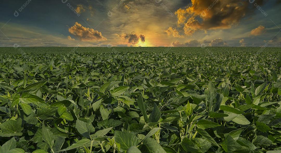 Fotos Plantação de Soja Agrícola Céu Azul Planta de Soja Verde Crescente Contra a Luz Solar