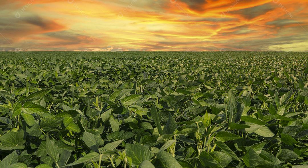Fotos Plantação de Soja Agrícola Céu Azul Planta de Soja Verde Crescente Contra a Luz Solar