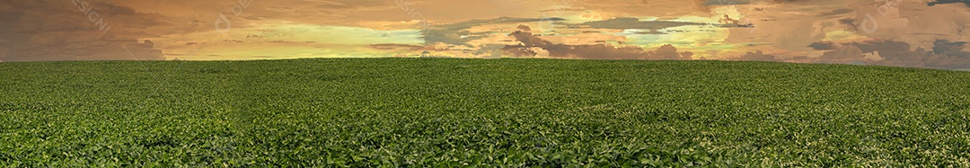 Fotos Plantação de Soja Agrícola Céu Azul Planta de Soja Verde Crescente Contra a Luz Solar