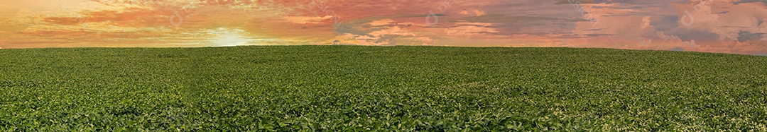 Pictures Agricultural Soybean Plantation Blue Sky Green Soybean Plant Growing Against Sunlight