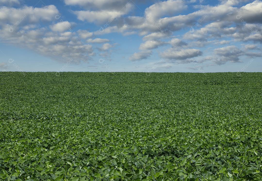 Fotos Plantação de Soja Agrícola Céu Azul Planta de Soja Verde Crescente Contra a Luz Solar