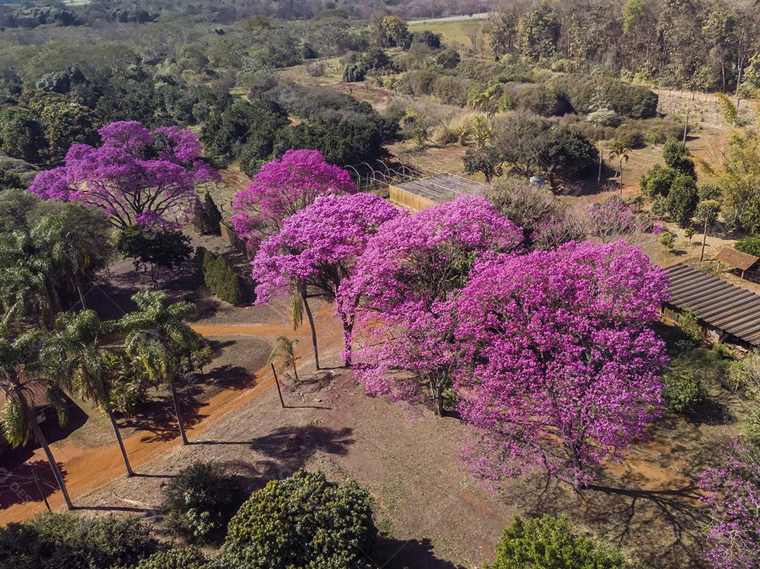 Ipê Roxo Arvores Planta Vista Aerea Imagem JPG