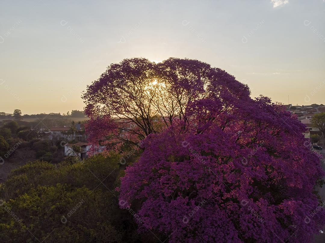 Ipê Roxo Arvores Planta Vista Aerea Imagem JPG