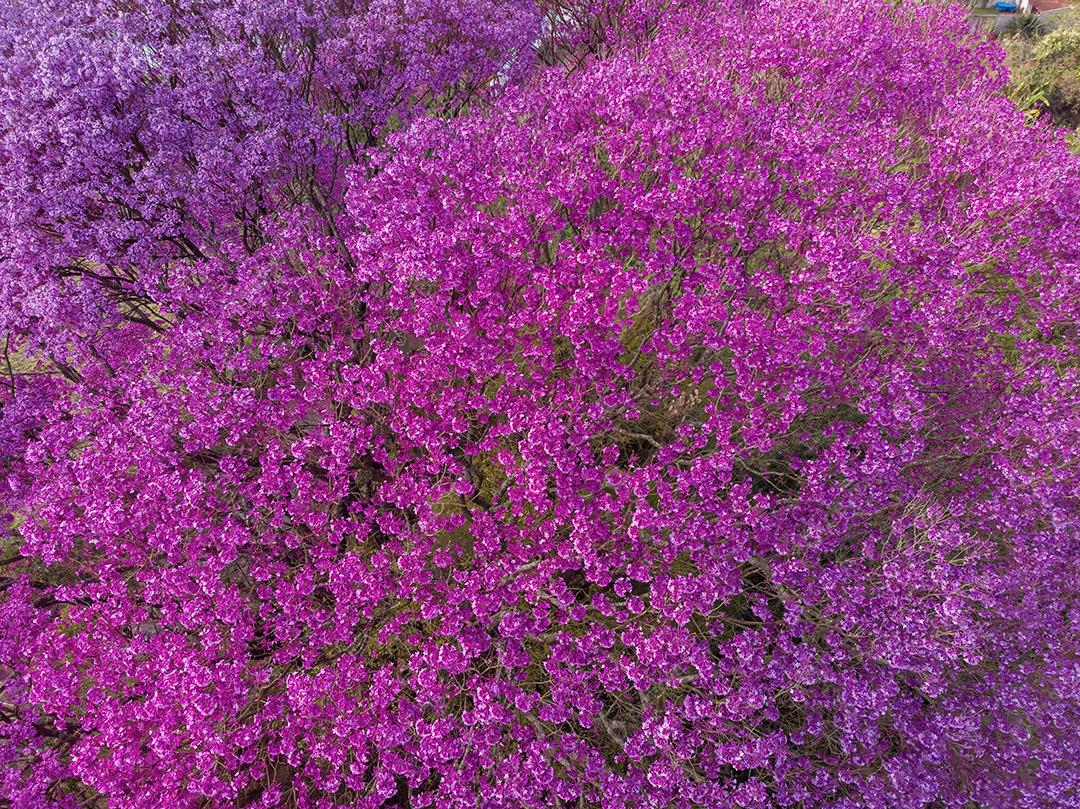 Ipê Roxo Arvores Planta Vista Aerea Imagem JPG