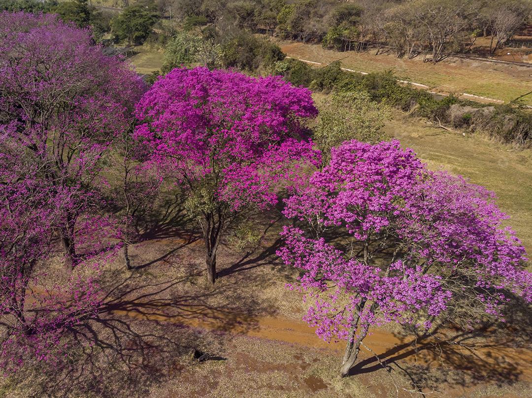Ipê Roxo Arvores Planta Vista Aerea Imagem JPG