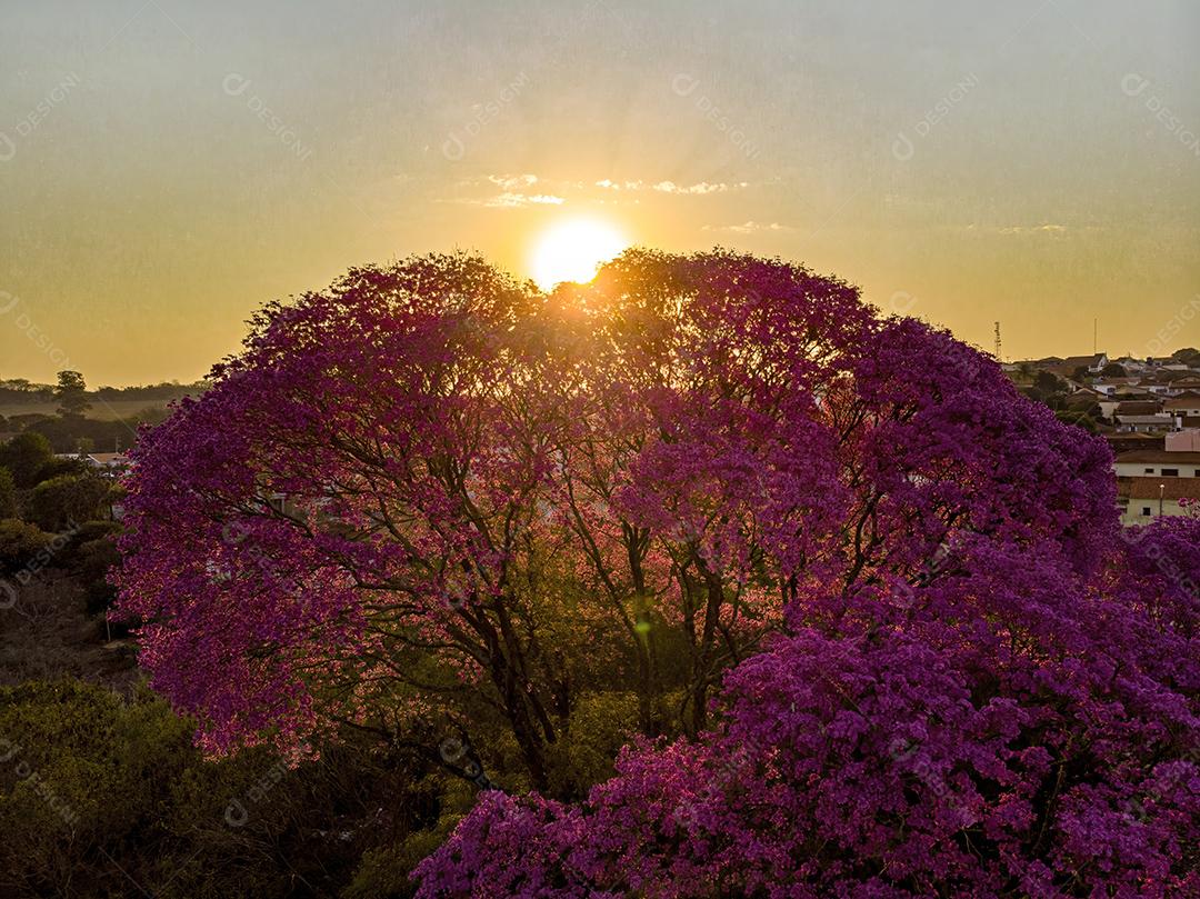 Ipê Roxo Arvores Planta Vista Aerea Imagem JPG