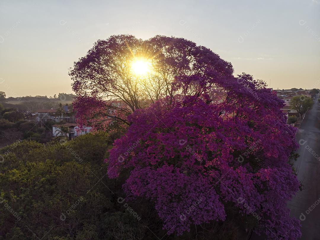 Ipê Roxo Arvores Planta Vista Aerea Imagem JPG