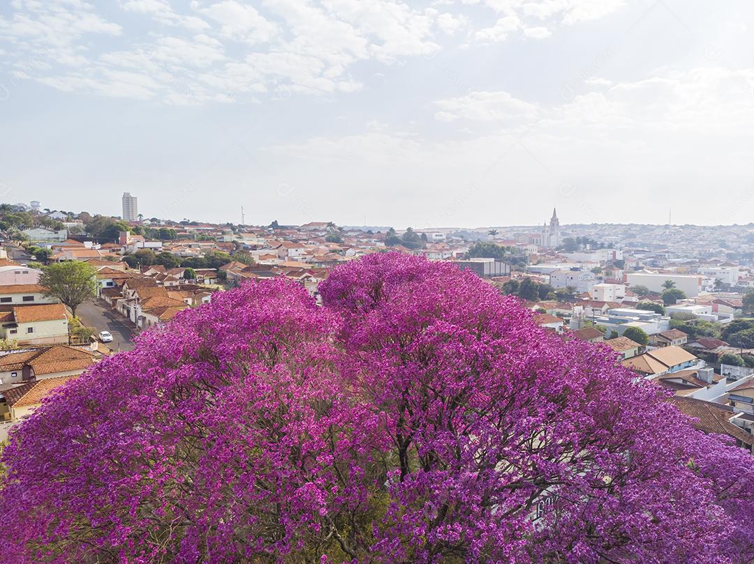 Ipê Roxo Arvores Planta Vista Aerea Imagem JPG